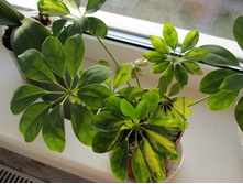 ����������� 022.jpg