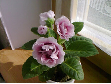 ��������� ����-������� ����