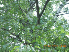 ������� ����� �� �����