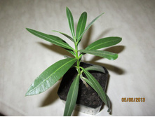 ������� ������� �������� 