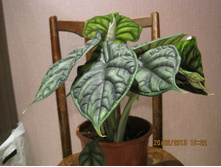 �������� ������ �����