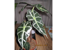 �������� �����