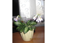 ������ Piccolo