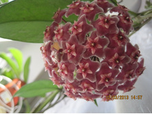 ���� ���������