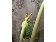 �������� ����� ���ԣ�