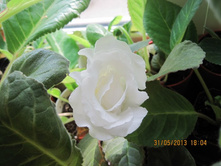 ������� ��������