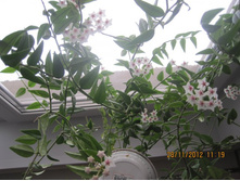 ���� �����