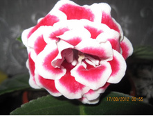 Strawberry Ice Cream