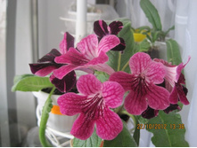 DS - ������ �����