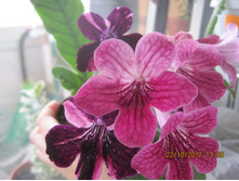 DS - ������ �����