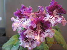 �� - ������