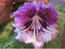 �� - ������