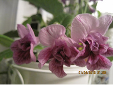 DS - ������� ������