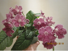 Snowkist Strawberry Fizz