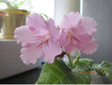 DS - ������