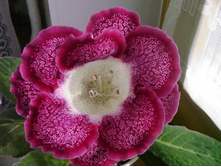 ��������� Tigrina Red - ���