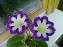 ��������� ������ (���)