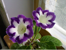 ��������� ������  (���)