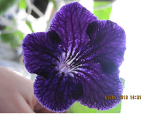 �� - �������� ����