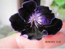 �� - �������� ����