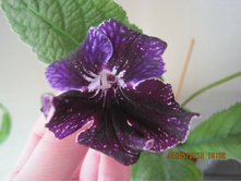 DS - �����