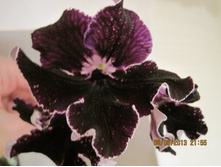 DS - �����