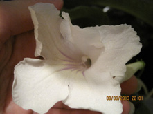 �� - ����� ������