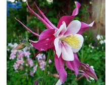 ���� ������� � �����.JPG