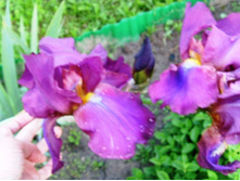 ���� ��������.JPG