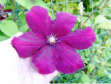 ���� ��� ��������.JPG