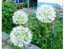 ��� �����.JPG