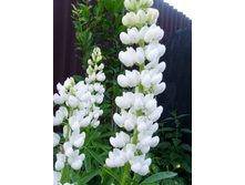 ����� �����.JPG