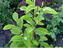 �������� ���. ��� ������� ������.JPG