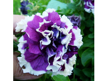 ������� ��������1.JPG