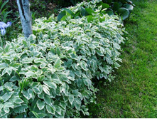 ����� �������������.JPG