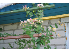 ��������� - ���������. 