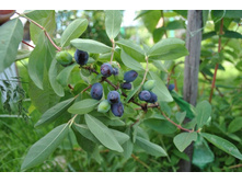 ��������� ���������. 