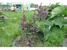 �������� ���������.