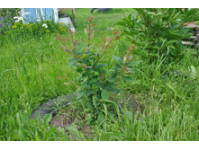 �������� ������������. ���