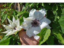 �������� ���������������