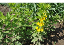 ��������� �������� (L. punctata). 