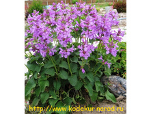 ������� 60 ���,