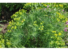 ������� �����������. 