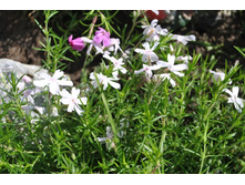 ���������� ����� 