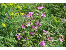 ���������� ����� 