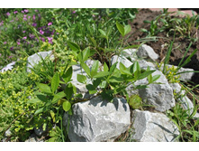 ��������.