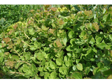 ����� ������.