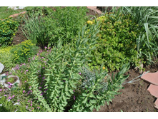 ������� �������. ������� ������