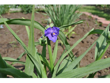 ����������� ����������.