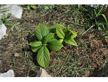 ���������.